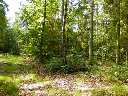 Wild forest landscape. Green forest in sunny day, summer season. Beautiful nature Pomerania - region of northern Poland.の写真素材