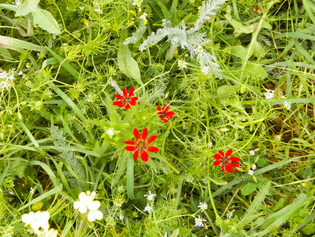 Lawn with little red flowers as a nature background. Copy space.の写真素材