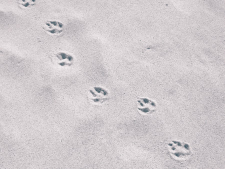 Paw prints on beach or desert. Natural background.の写真素材