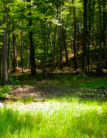 Beautiful forest in Kashubia. Poland. Beautiful nature of northern Poland.の写真素材