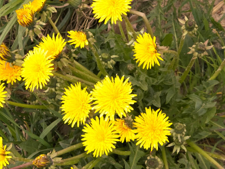 Yellow dandelion flowers Taraxacum on meadow.の写真素材
