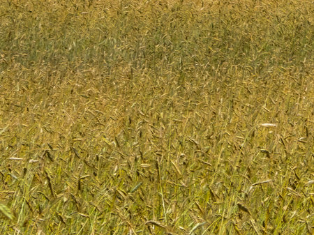 Close up of rye plants as nature background. Agriculture concept.の写真素材