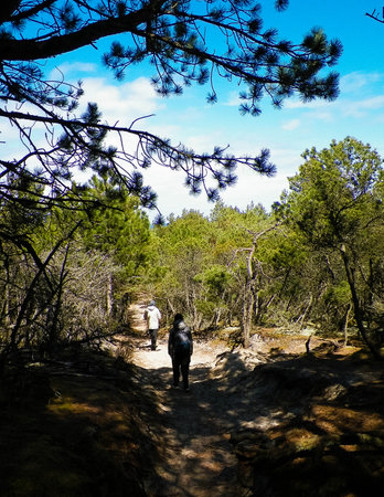 Tourist travel across forest. Northern Poland. Baltic Sea coastal area.の写真素材