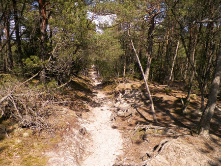 Forest in Northern Poland. Baltic Sea coastal area.の写真素材