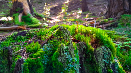 Forest flora. Close up of moss in forest. Pure wild nature.の写真素材