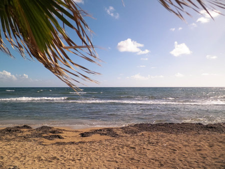 Beach and palms on Mediterranean Sea coast. Exotic nature of Cyprus island.の写真素材