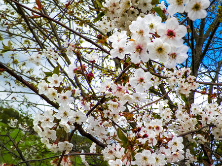 Natural phenomenon. Blooming flowers on cherry tree branch.の写真素材