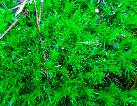 Close up of green forest moss as a nature background.の写真素材