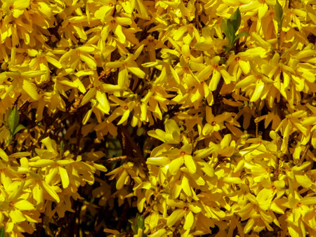 Yellow Forsythia flowers as nature background. Gardening and spring season concept.の写真素材