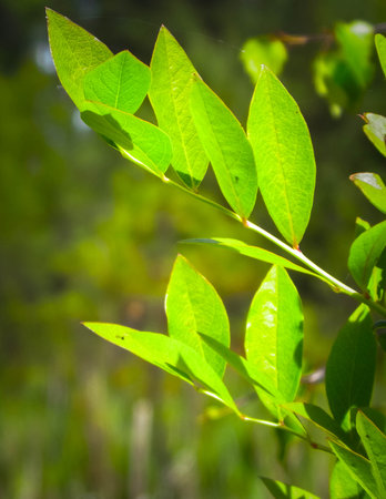 Close up of bush and it's green leaves. Flora of Tuchola Forest region in Poland. Nature background, summer. copy space.の写真素材