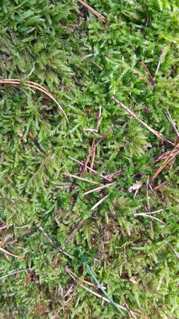 Close up of green forest moss as a nature background.の写真素材