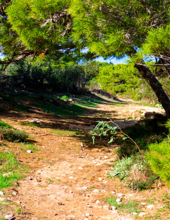 Foresta 2000 Nature Reserve on Marfa Peninsula Malta. The only one forest on Malta Island.の写真素材