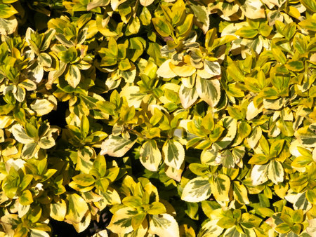 Euonymus fortunei leaves as nature background. Gardening concept. Copy space.の写真素材