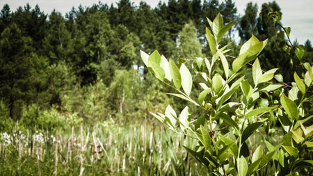 Close up of little tree and swamp in a background. Nature concept, copy space.の写真素材