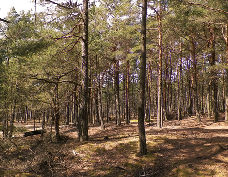 Forest in Northern Poland. Baltic Sea coastal area.の写真素材