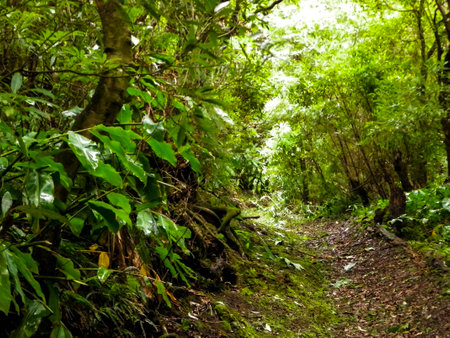 Beautiful nature of tropical forest on Sao Miguel island. Sao Miguel is the biggest island of the Azores archipelago.の写真素材
