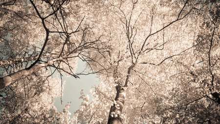 Trees on sky background. Summer green nature. Copy space. abstract filter toned.の写真素材