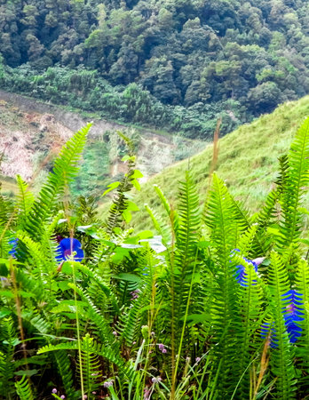Ferns and flowers on the slopes of the Annapurna Conservation Area, Nepal.