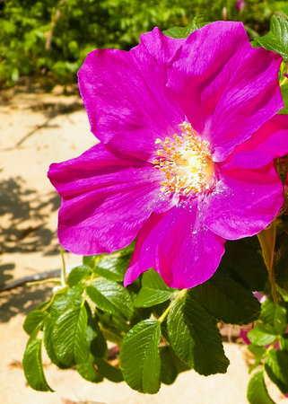 Pink wildrose flower as natural background. Beauty of nature.の写真素材