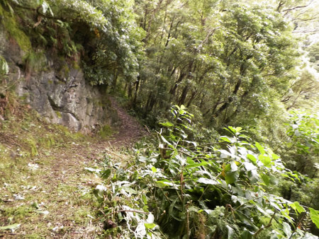 Beautiful nature of tropical forest on Sao Miguel island. Sao Miguel is the biggest island of the Azores archipelago.の写真素材