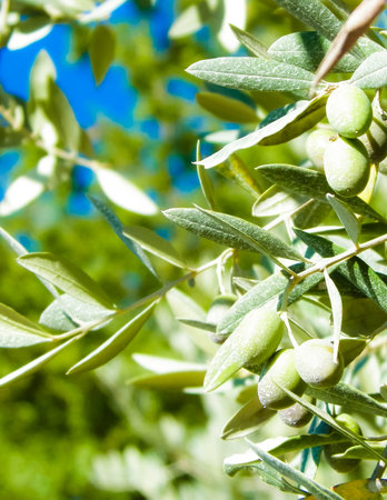 Close up of green olives on branch of Olive Tree. Agriculture concept.の写真素材
