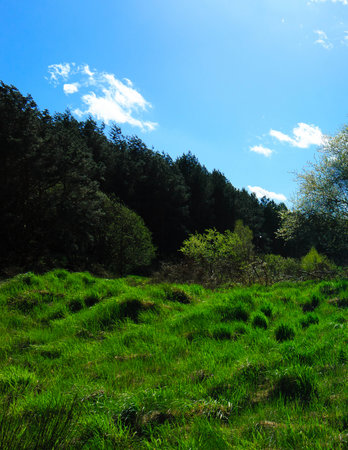 Idyllic green meadow in Northern Poland. Kashubia. Beauty of spring nature.の写真素材