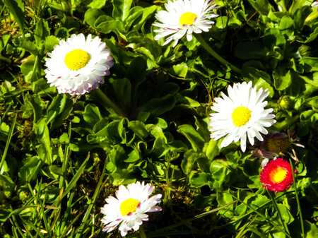 Close up of blooming pansy flowers in summer.の写真素材