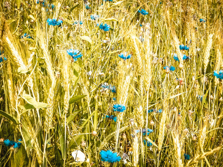 Meadow with iris flowers as nature background. Summer nature concept.の写真素材