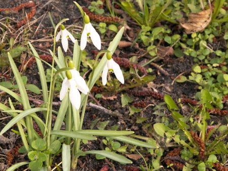 First day of spring Snowdrops on meadow. Early spring.の写真素材