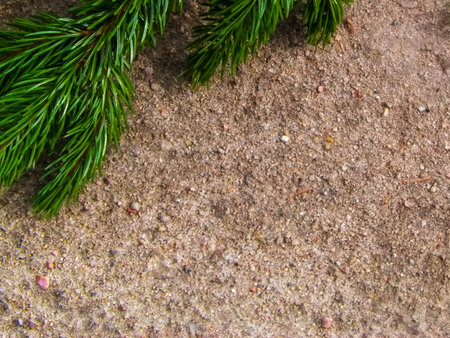 Spruce branch on the sand. Nature background. Copy spaceの写真素材