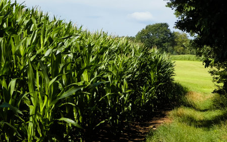 Corn field in early summer. Agriculture concept.の写真素材