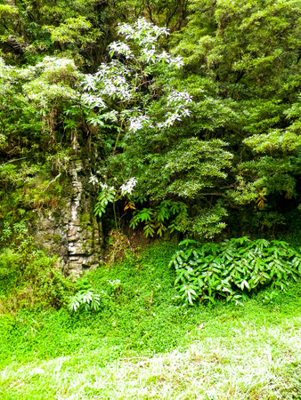 Wild, tropical forest on Sao Miguel Island. Azores.の写真素材