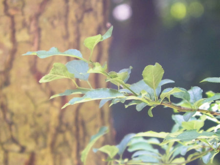Close up of green leaves. Beauty in nature background.の写真素材
