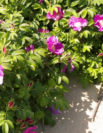 Pink, wild rose flowers. Rosa acicularis - summer nature background.の写真素材