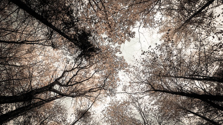 Trees of autumnal forest as nature background. Golden autumn, copy space. BW filter tonedの写真素材