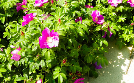 Pink, wild rose flofers. Rosa acicularis - summer nature background.の写真素材