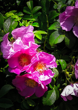 Close up of pink, wild rose flofer. Rosa acicularis - summer nature concept.の写真素材