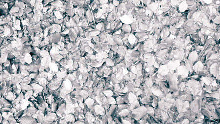 Autumnal leaves as nature background. Golden autumn, copy space. Abstract BW filter tonedの写真素材