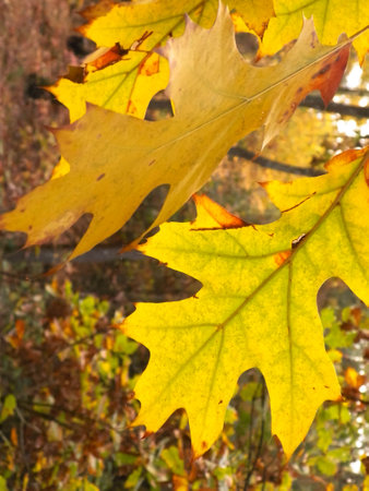 The fall is coming. Close up of autumn leaves as nature background.