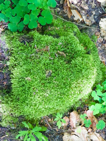 Summer forest bedding, green moss as nature background. Nature concept.の写真素材