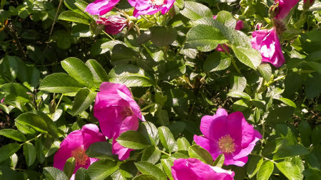 Close up of pink, wild rose flower. Rosa acicularis - summer nature concept.の写真素材