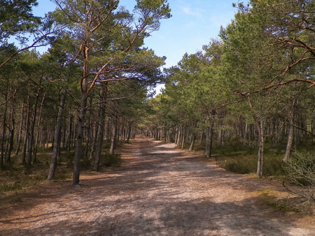 Forest in Northern Poland. Baltic Sea coastal area.の写真素材