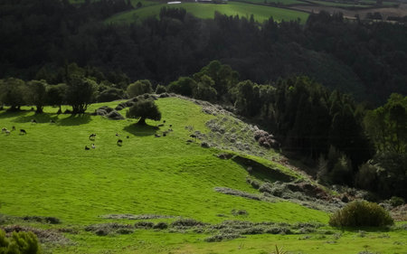 Typical landscape. Natural green fields hills and sea in a background. Beauty of nature concept.の写真素材