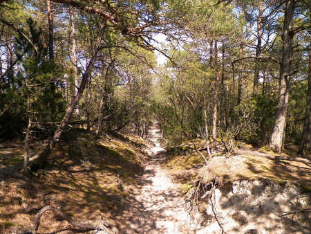 Forest in Northern Poland. Baltic Sea coastal area.の写真素材