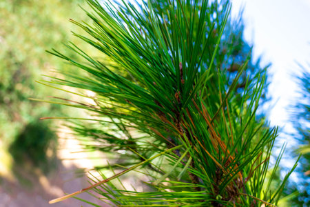Close up of pine tree branch. Nature detail.の写真素材