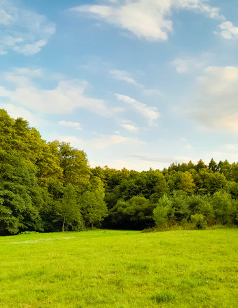 Idyllic view of meadow in center of forest. Green spring.の写真素材