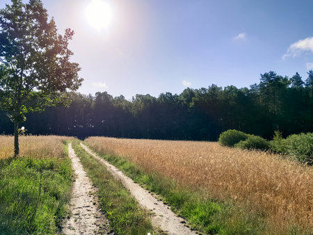 Road over field and forest in Kashubia. Beauty of summer nature of northern Poland.の写真素材