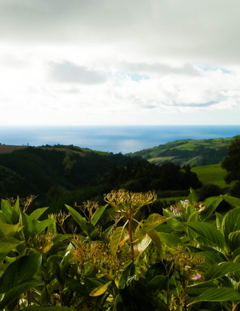 Typical landscape of Azores. Natural green fields hills and sea in a background. Beauty of nature concept.の写真素材