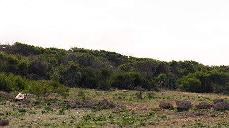 Nature area on Marfa Peninsula Malta. The only green and forested area on this beautiful island.の写真素材