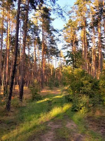 Wild forest at sunny day. Amazing nature of northern Poland.の写真素材